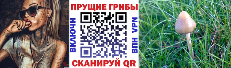 ссылка на мегу зеркало  Курчалой  Галлюциногенные грибы Cubensis 